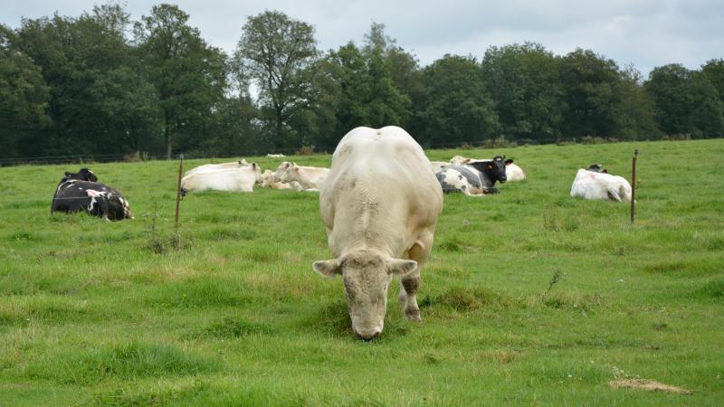 Les agriculteurs ayant atteint le seuil de 50.000 €  seront prévenus par l’administration wallonne.
