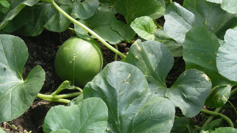 Lors du grossissement des premiers fruits, nous constatons la coulure avec la chute des fleurs nouvellement fécondées. La récolte se fait donc par vagues.