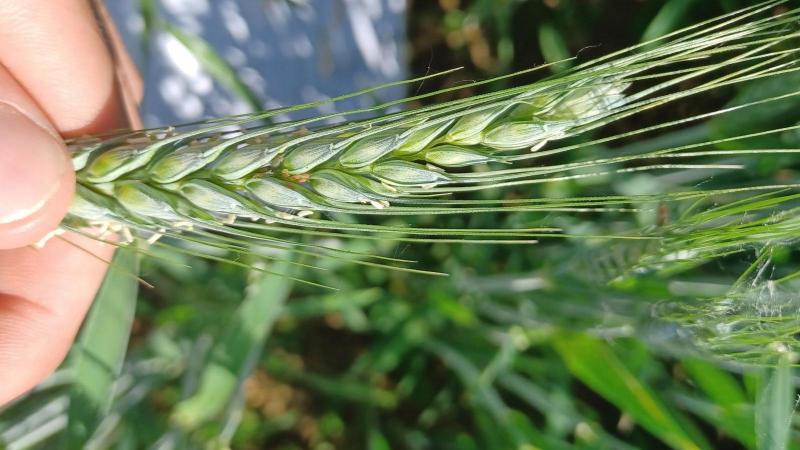 Les populations de pucerons restent limitées dans les froments et sont actuellement régulées en partie par des auxiliaires naturels comme les coccinelles et les syrphes.