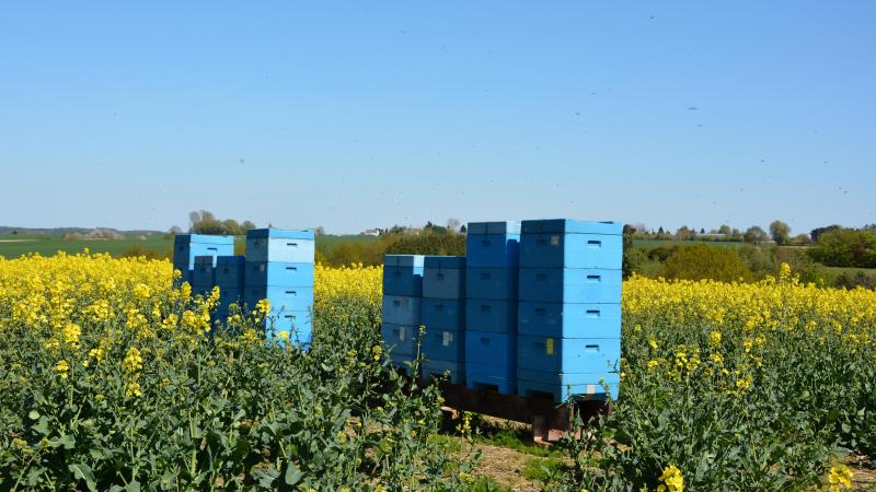 La campagne EU BeeLovers entend notamment souligner le lien entre agriculture et apiculture durable.