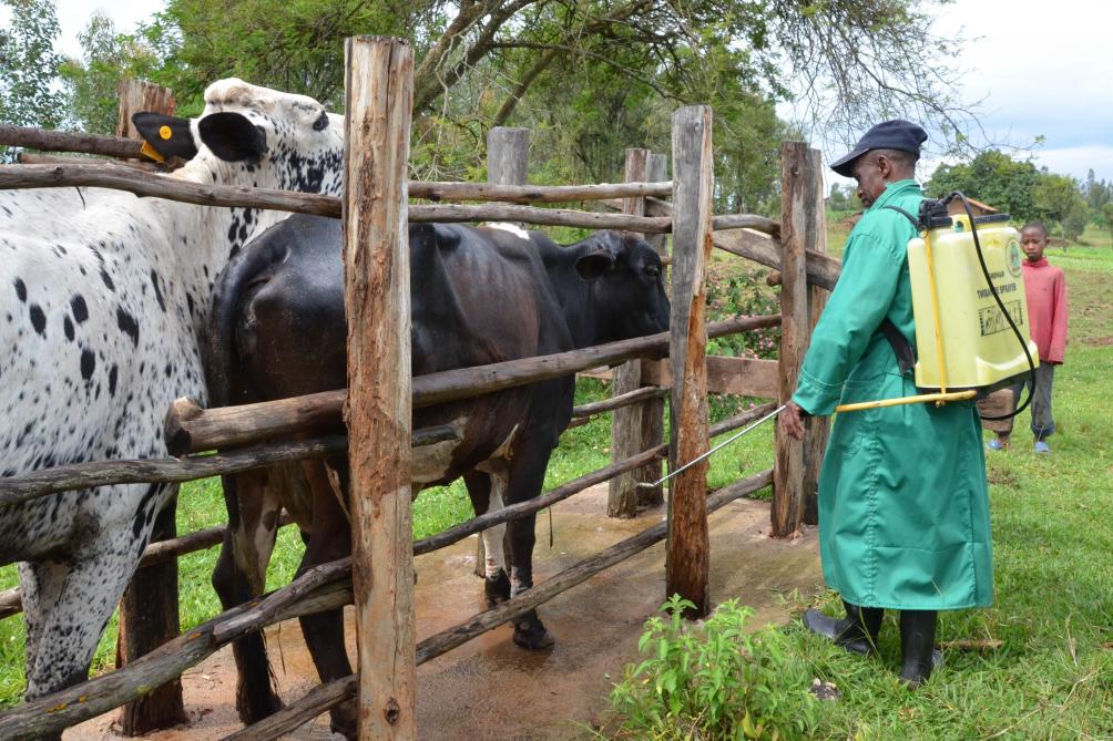 L’amélioration des conditions de vie des agro-éleveurs passe aussi par un meilleur suivi sanitaire de leurs animaux car la production laitière leur est vitale. Au Niger, comme au Rwanda (prévention contre les tiques), VSF Belgique soutient l’installation de services vétérinaires privés en pleine campagne auprès des éleveurs, parfois très isolés.