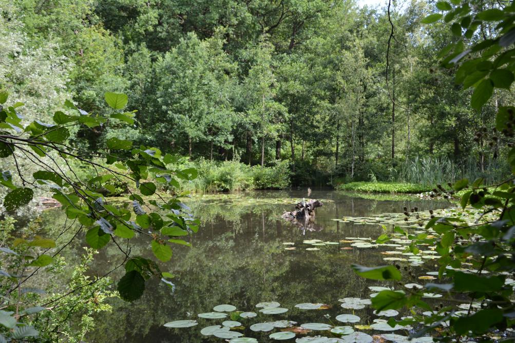 Sur terre, dans les airs ou  dans l’eau, les forêts wallonnes  sont le berceau d’une  importante biodiversité.