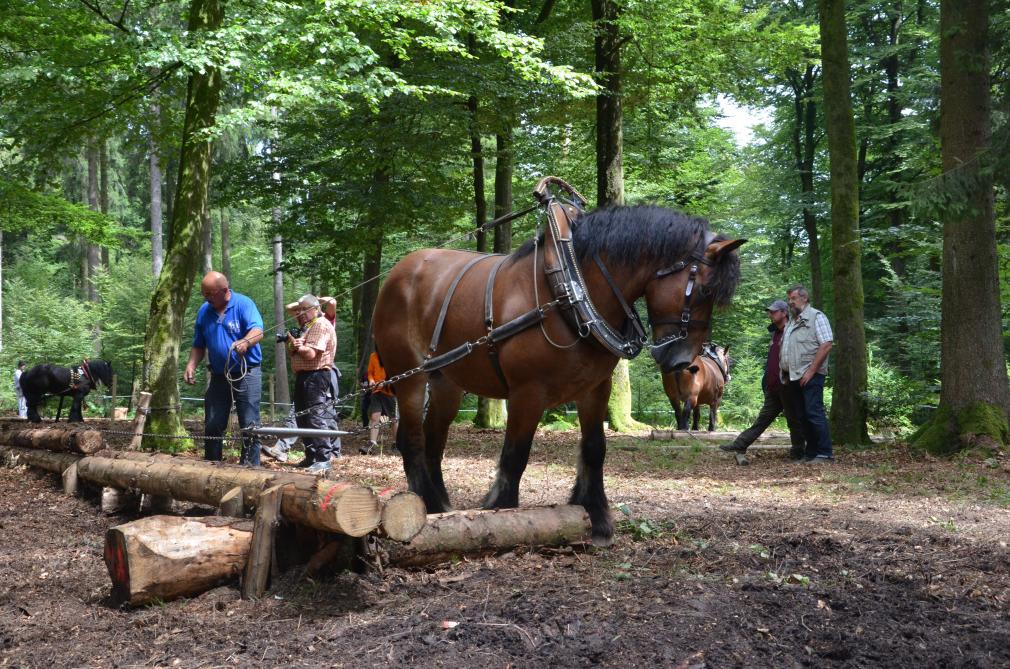 Le championnat transfrontalier de débardage est l’occasion pour les professionnels de cette activité de faire la preuve de toute la dextérité du cheval de trait au travail dans la forêt.