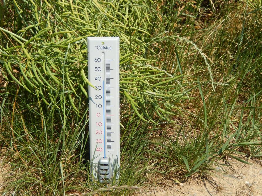 Le 22 juin dernier, la visite des essais variétaux organisée à Thynes, en Condroz, s’est déroulée sous une chaleur extrême.