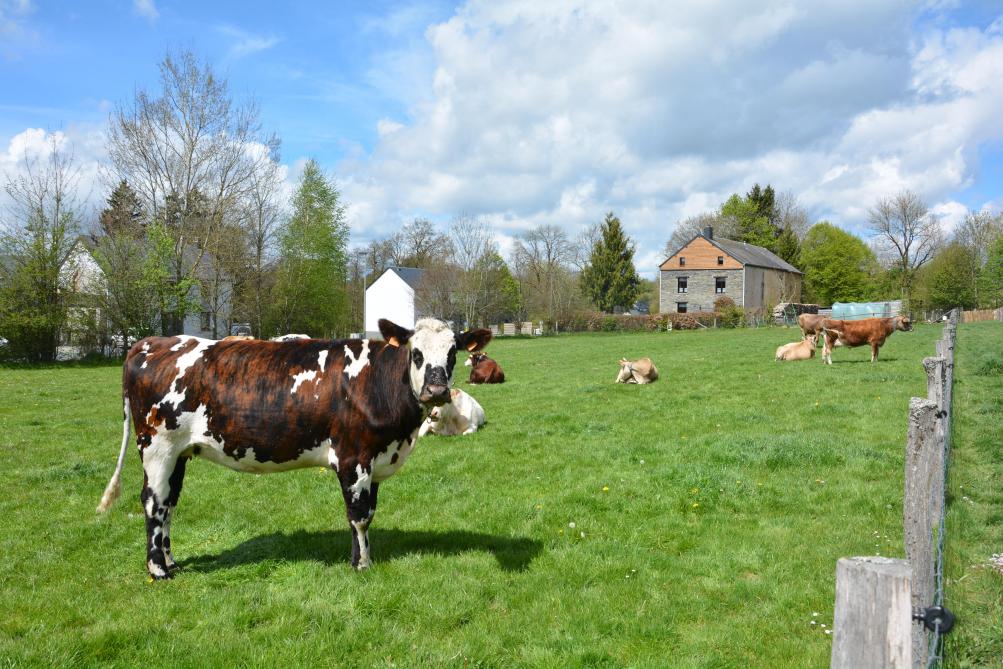 Outre la diversité des races bovines qu’elle élève, la ferme du Grand Enclos se distingue par son parcellaire très découpé aménagé pour la pratique intense du pâturage tournant.
