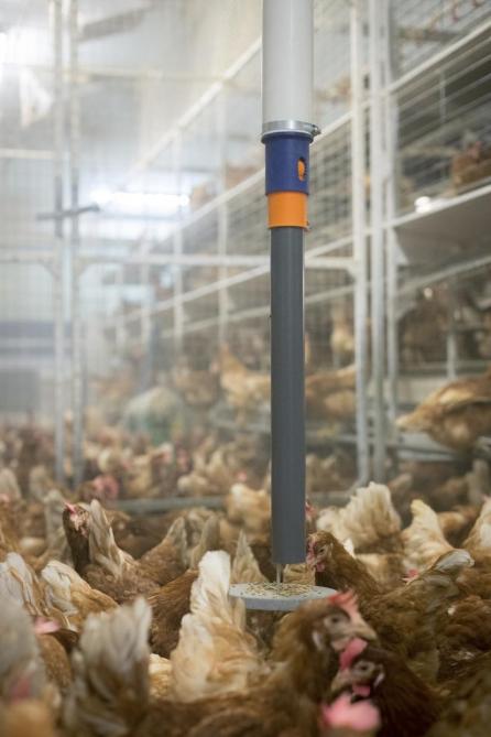 Le Pickpuck est un dispositif d’occupation automatisé destiné avant tout aux poules pondeuses avec des becs non épointés.