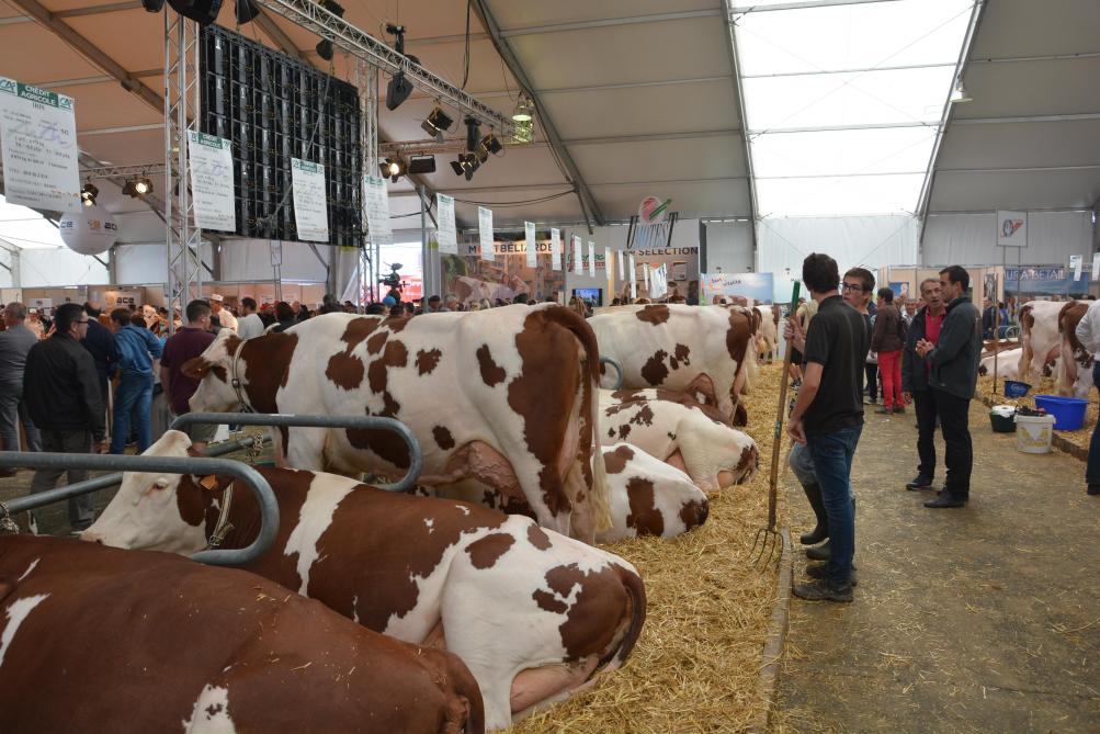 Le grand concours interrégional de la race Montbéliarde a réuni 132 vaches provenant de 88 élevages originaires de 17 départements.