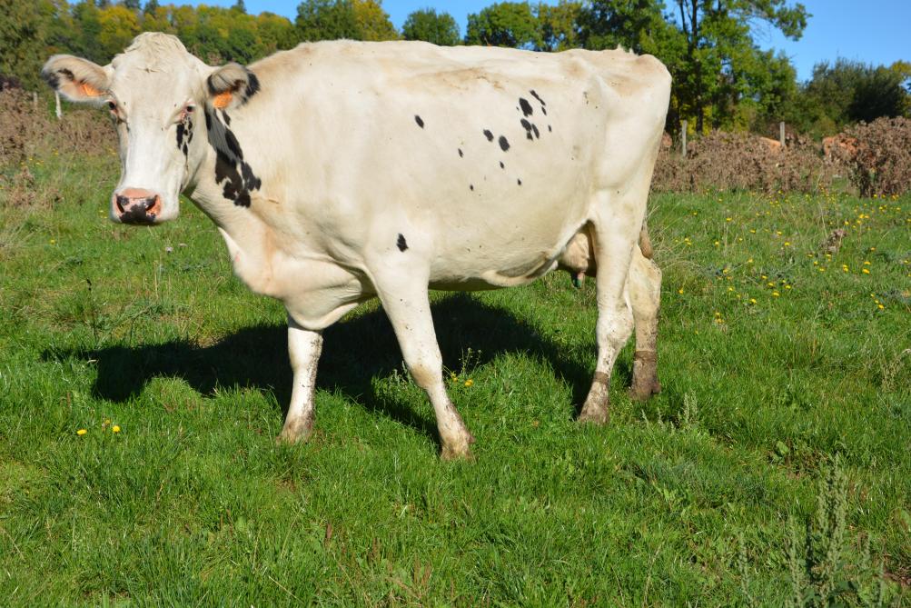 Le cahier des charges exige que la production soit issue de vaches nées et élevées sur la zone géographique de l’appellation St Nectaire.