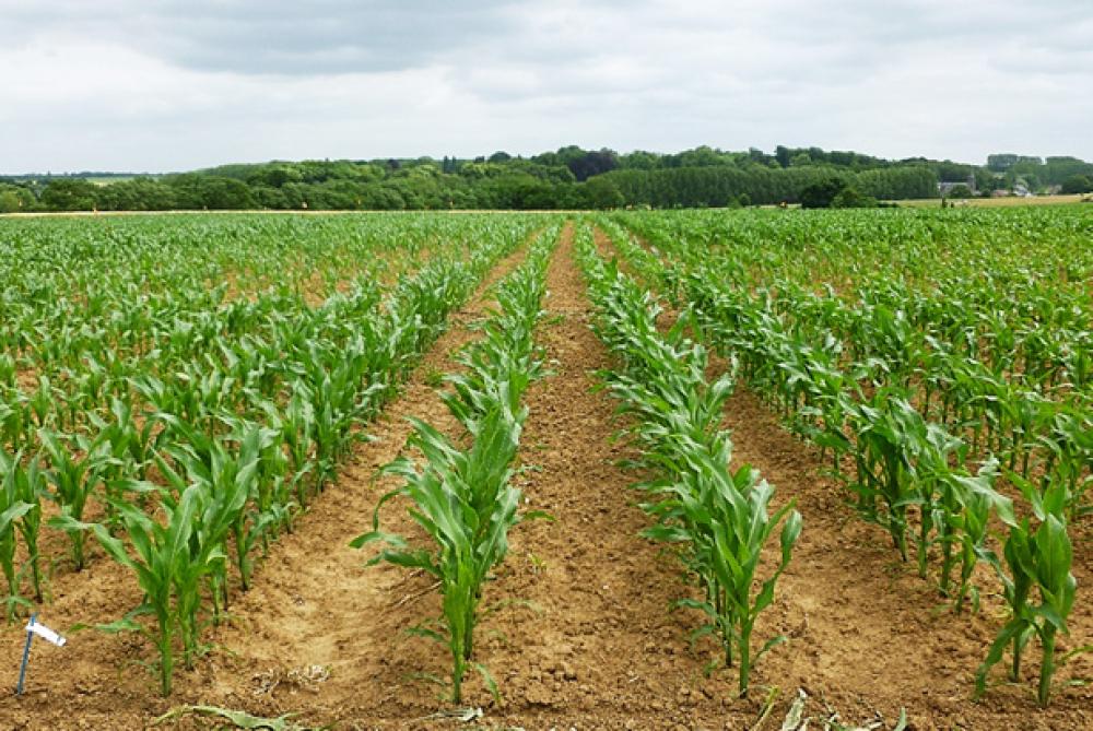 Plantules de maïs issues de semences enrobées de fongicide thirame dans un champ à Vieusart (projet Probiom en partenariat avec le Cipf).