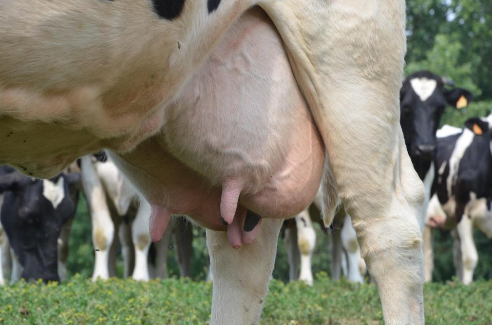 Selon les prévisions de la Commission, la croissance de la demande mondiale et communautaire devrait soutenir les marchés laitiers mondiaux à long terme.