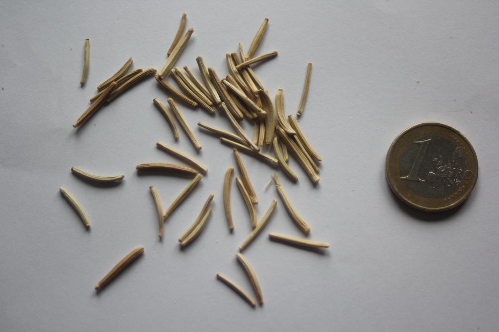 Les graines de la scorsonère sont très longues et fines. Leur faculté  germinative ne se conserve que un ou deux ans. Très appréciées par  les oiseaux, elles seront protégées dès le semis par un voile ou un filet.
