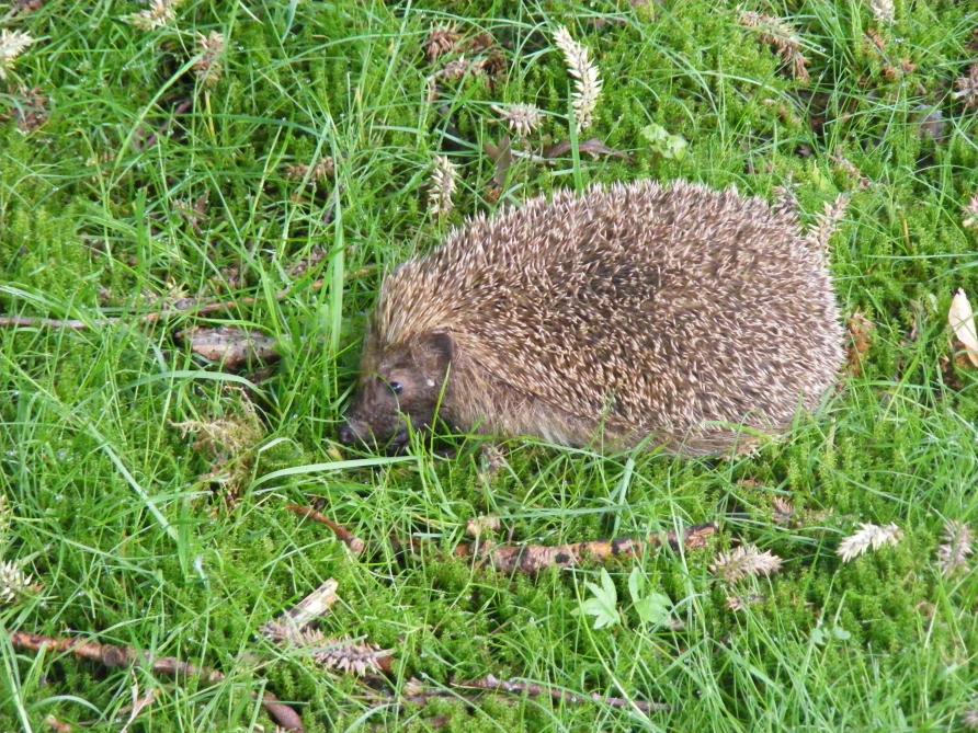 Les hérissons, les musaraignes, les grives, les merles, les carabes se nourrissent de limaces et de chenilles. Les grenouilles et les crapauds se nourrissent de limaces et escargots.