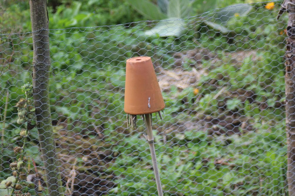 Bourré de paille, ce pot en terre cuite renversé est un bel abri hivernal pour les perce-oreilles. Les jeunes sont élevés par les parents (une rareté chez les insectes) et seront eux-mêmes nos alliés dès mai.