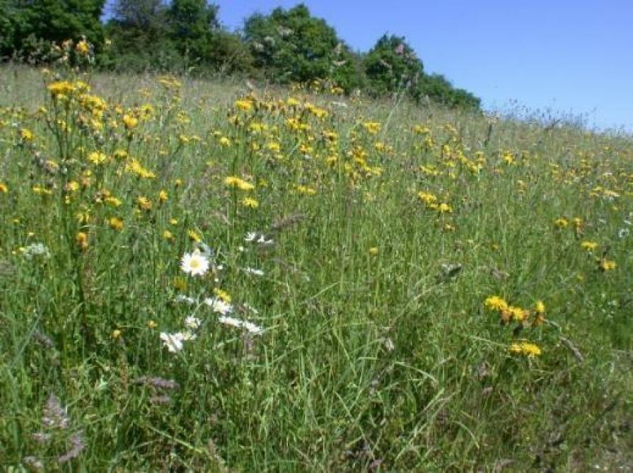 Prairie de fauche extensive fleurie à hautes herbes avec le crépis des prés, la grande marguerite et le fromental caractéristiques de ce milieu naturel.