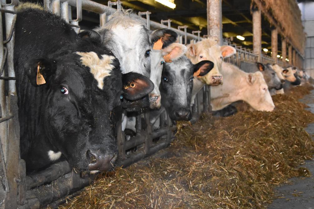 Après avoir donné 2 ou 3 veaux, les vaches sont finies avec des aliments de la ferme, quelques mois, et valorisées localement chez un boucher.