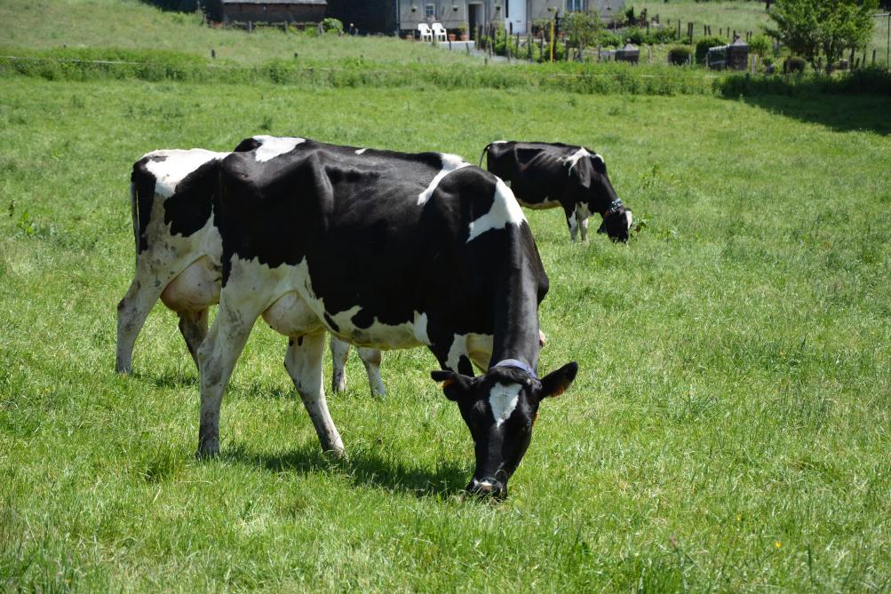 Une gestion efficace du pâturage permet d’atteindre un niveau élevé de production laitière,  sans investir massivement dans des concentrés de production.