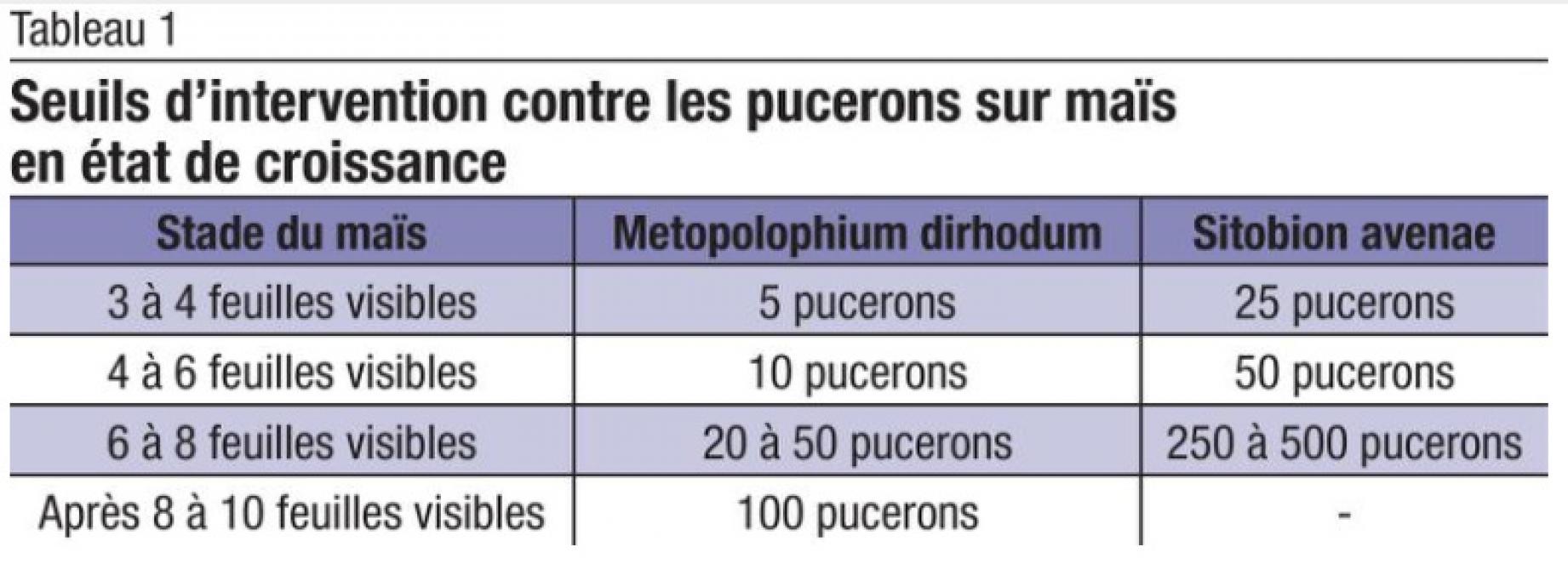 pucerons1 (2)