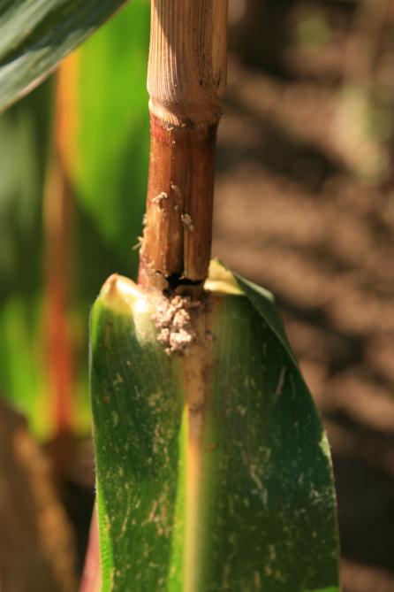 La pyrale du maïs se détecte aussi par la présence de sciure sur les plants.