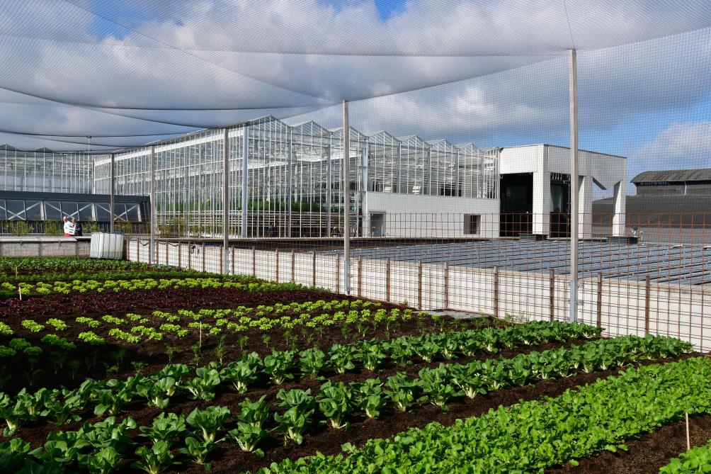 La ferme urbaine établie sur les toits à Bruxelles vise le zéro rejet et n’utilise ni antibiotiques ni pesticides.