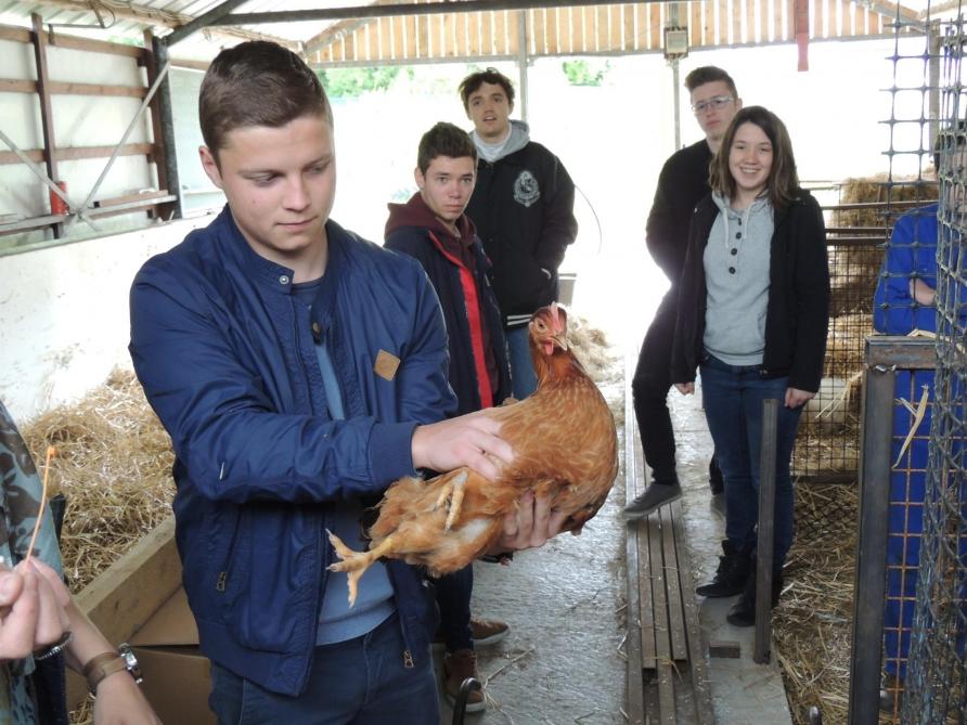 L’arrivée de poules dans le Cendtre éducatif a permis de valoriser une partie des déchets au sein de l’école.