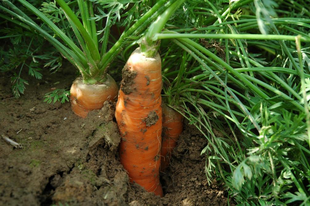 Afin d’assurer les futures récoltes, le semis de semences de carottes traitées contre la mouche de la carotte a été autorisé durant 120
jours.