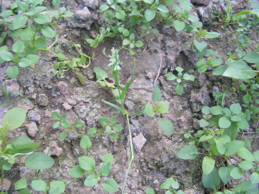 Ce sol a été laissé au repos, nous voyons que les herbes sauvages peinent à se développer, une chicorée montre d