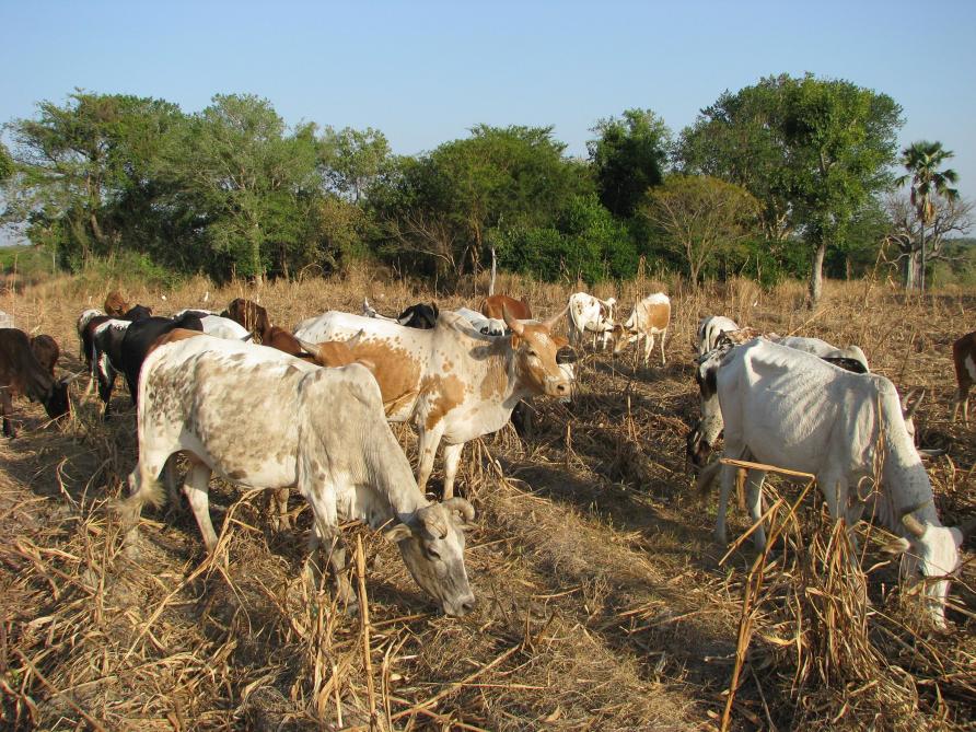 L’ONG Vétérinaires sans frontières exerce son action dans des régions où les populations et le bétail sont éprouvés par des conditions de vie particulièrement difficiles.