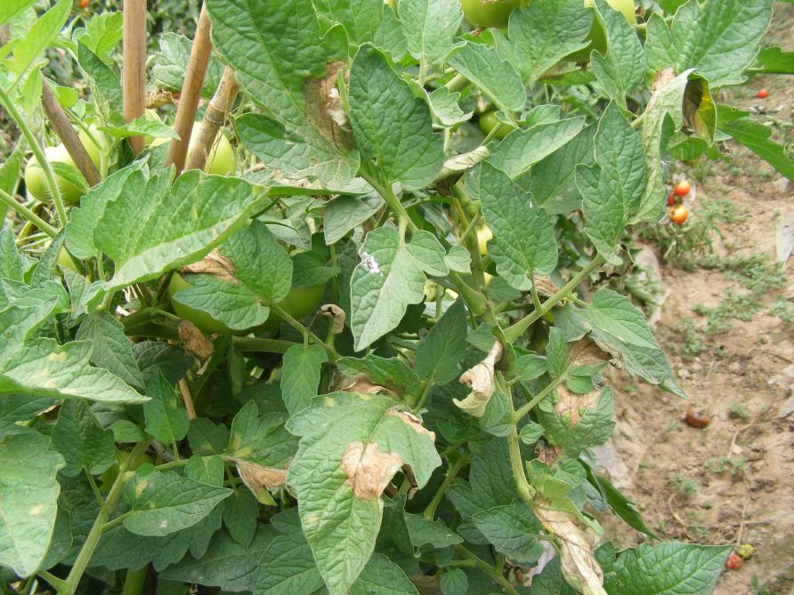 La tomate aussi peut être attaquée par le même mildiou. Les cultures sous serres sont moins souvent atteintes en étant protégées des pluies et grâce à la température plus élevée.