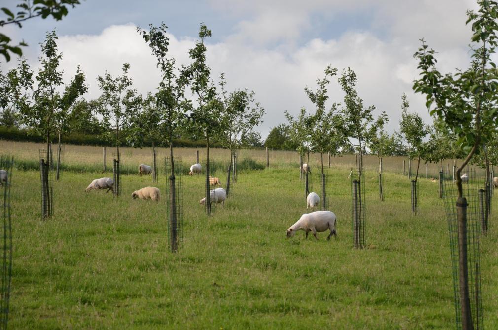 Pour pâturer les verger, la race ovine «Shropshire», entre autres,  a été choisie pour son désintérêt pour l’écorce des ligneux.