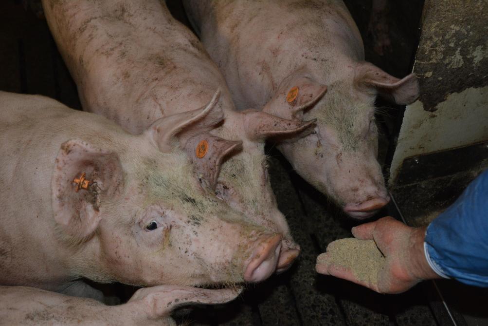 Les porcs reçoivent une alimentation enrichie en graines de lin, sources d’oméga-3, adaptée à leur âge et à leur sexe.