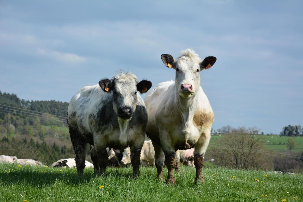 Chez les jeunes bovins de boucherie, peu de bactéries résistantes aux antibiotiques sont observées.