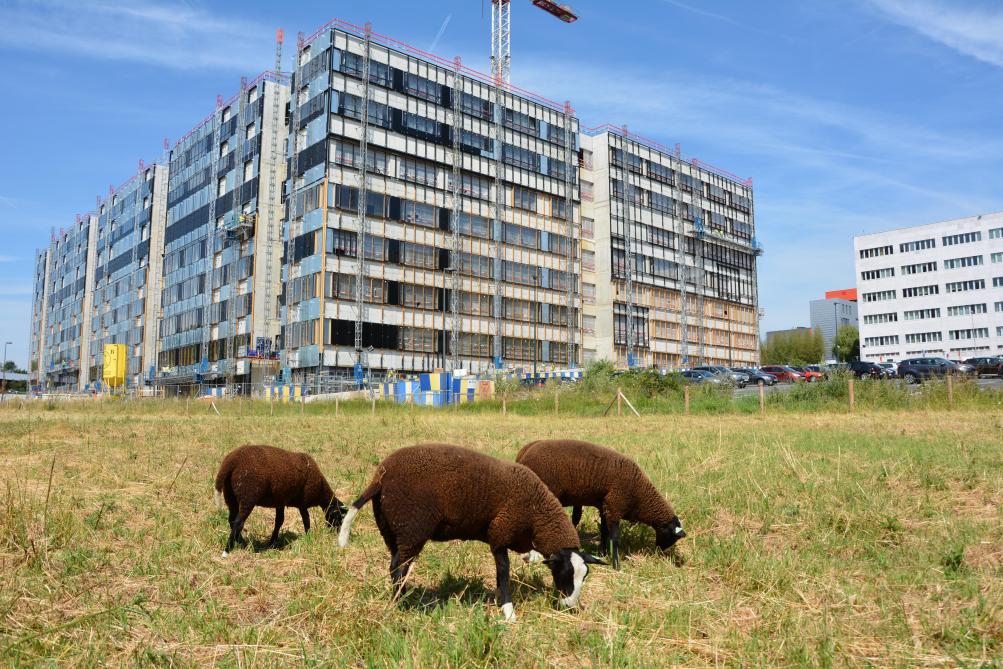Des Zwartbles pâturant devant le futur nouvel Institut Jules Bordet, à Anderlecht ;  une image peu commune de l’élevage ovin mais qui témoigne du développement  d’une agriculture d’un nouveau genre.