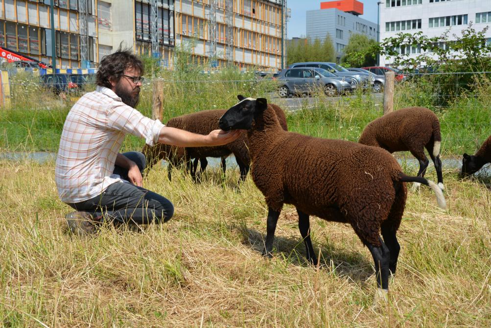 « À la fois docile et de plein air, la race Zwartbles est idéale pour débuter dans l’élevage ovin », relève David D’Hondt.
