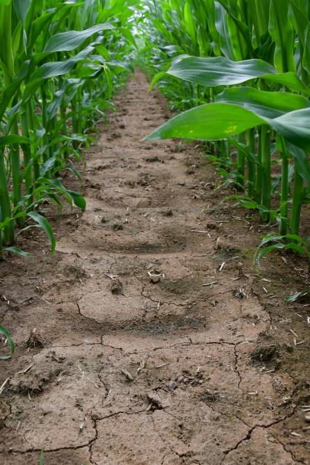 En culture de maïs, l’outil Eruistop permet de créer, entre les rangs, des dépressions qui retiennent l’eau et les boues lors de fortes précipitations. Un moyen très efficace pour réduire l’érosion sur les terres en pente.
