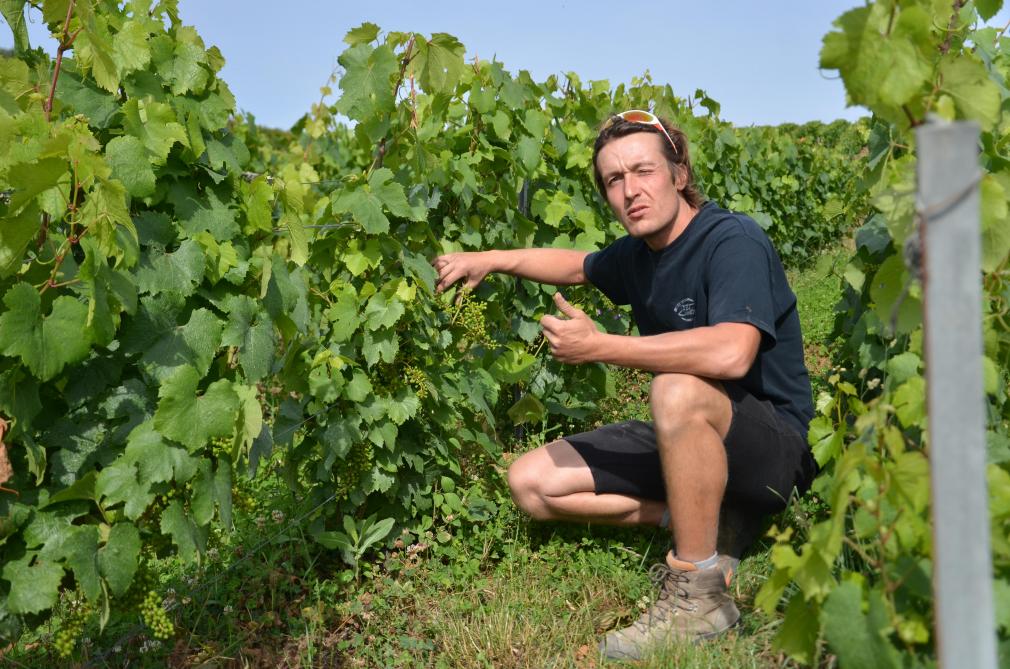 Jean-Philippe Larmandier, vigneron, se verrait bien adapter la taille de la vigne pour faciliter le travail du cheval dans les vignes et ainsi en améliorer le rendement.