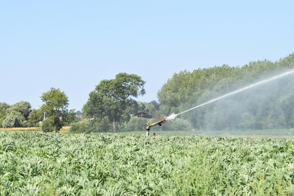 Les premiers prélèvements réalisés dans les 5 pays producteurs du nord-ouest de l’Europe (Nepg) confirment l’influence significative de l’irrigation sur les rendements.