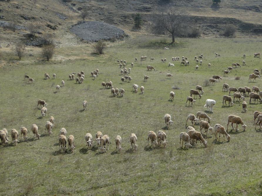 Chiens de protection et leur troupeau de moutons dans les Abruzzes (Italie). Pour être efficace, il faut min. deux chiens par troupeau. Sur cette photo, on en distingue trois.