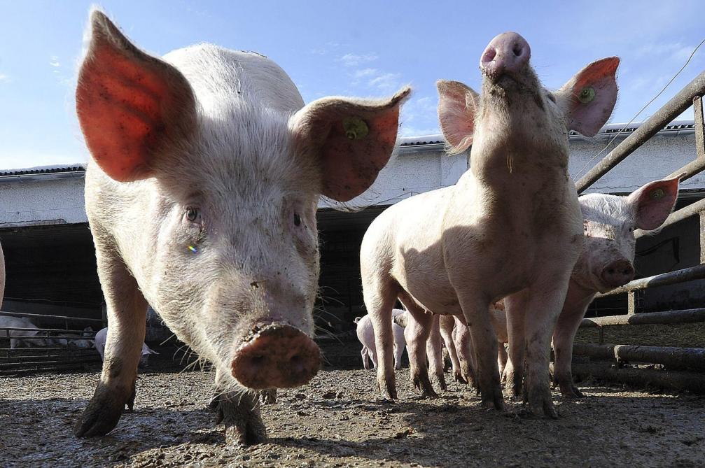 En 1985, la maladie avait pu être introduite chez nous via la distribution de déchets  alimentaires contenant de la viande de porc contaminée.