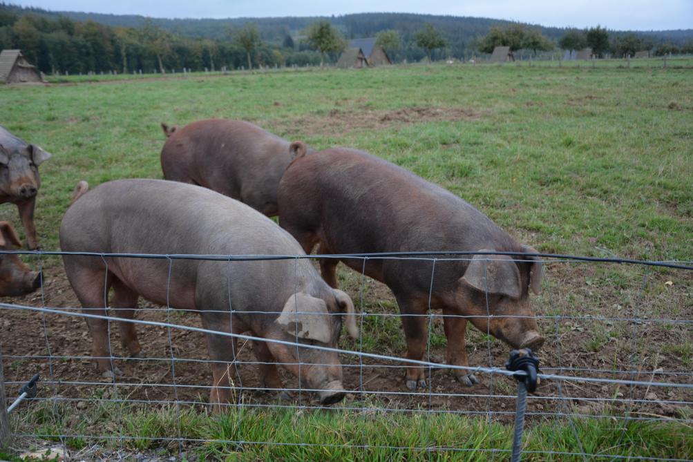 « Malgré les mesures de protection mises en place sur la ferme, je ne serai rassuré  qu’une fois le virus éradiqué de la zone de confinement », témoigne André.