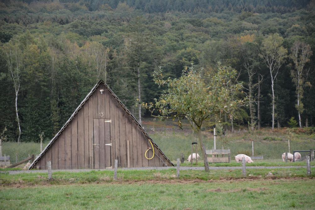 La prairie est séparée de la forêt par une quadruple clôture afin d’éviter tout contact entre les porcs et des sangliers.