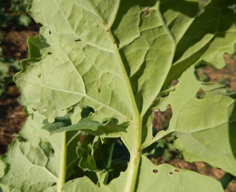 Les premiers pucerons sont observés sur la face inférieure des feuilles de colza.