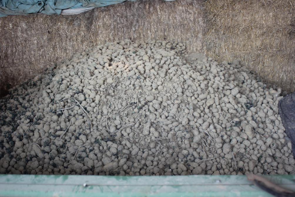 La conservation des pommes de terre dans un simple hangar avec de  la paille comme isolant est une technique ancienne bien adaptée.