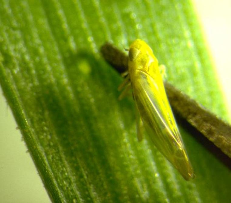 Les cicadelles ne sont pas nuisibles, mais elles peuvent être le vecteur du virus du pied chétif du blé, jusqu’ici inconnu dans nos régions.