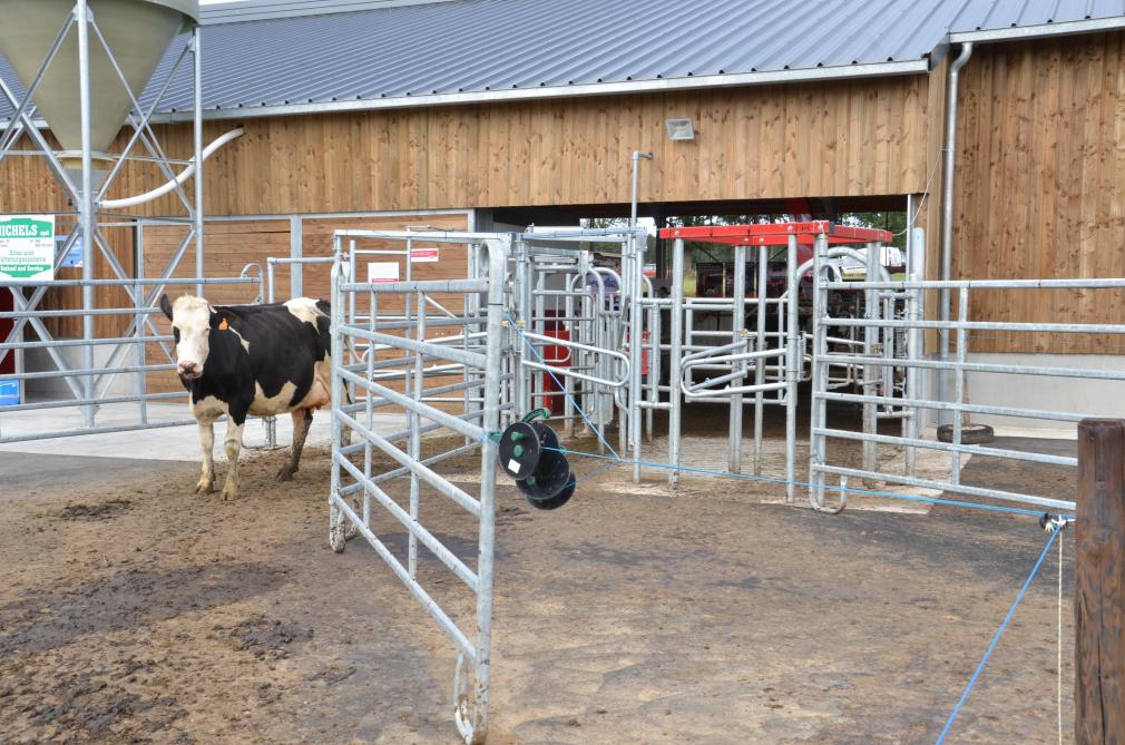 Toutes les 8h, la porte de tri oriente les vaches vers une autre parcelle de manière à ce qu’elles aient constamment accès à de l’herbe fraîche.