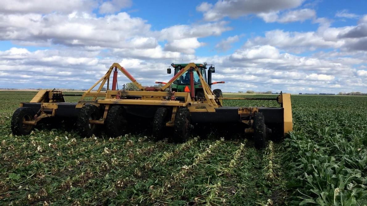 Fruit d’une construction «maison», cette effeuilleuse 12 rangs pourvue de 3 rotors est capable de progresser à une cadence de 4 ha par heure.