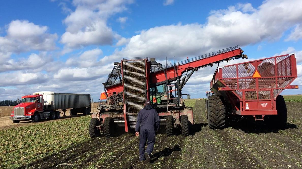 Le planning d’arrachage est totalement différent de celui que nous connaissons en Belgique. Par exemple, une machine qui arrache 800 ha sur une campagne dans le Midwest, travaillera un petit peu en août et septembre (15% de la surface) et à fond durant les trois premières semaines d’octobre (85% restants), de sorte que la plupart des agriculteurs américains travaillent avec leur propre matériel puisque tous sont dans les champs en même temps pour une récolte au finish.