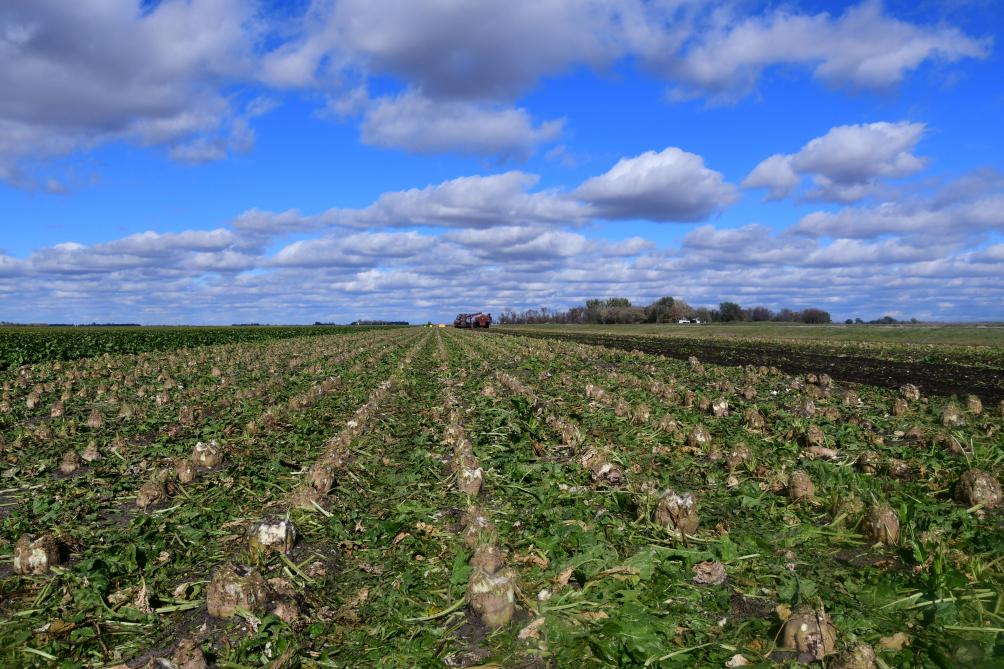 Sur ces parcelles dont on ne voit pas la fin, avec des interrangs de 72 cm, on comprend que l’organisation du travail et le matériel mis en œuvre diffèrent radicalement de ce que nous connaissons.