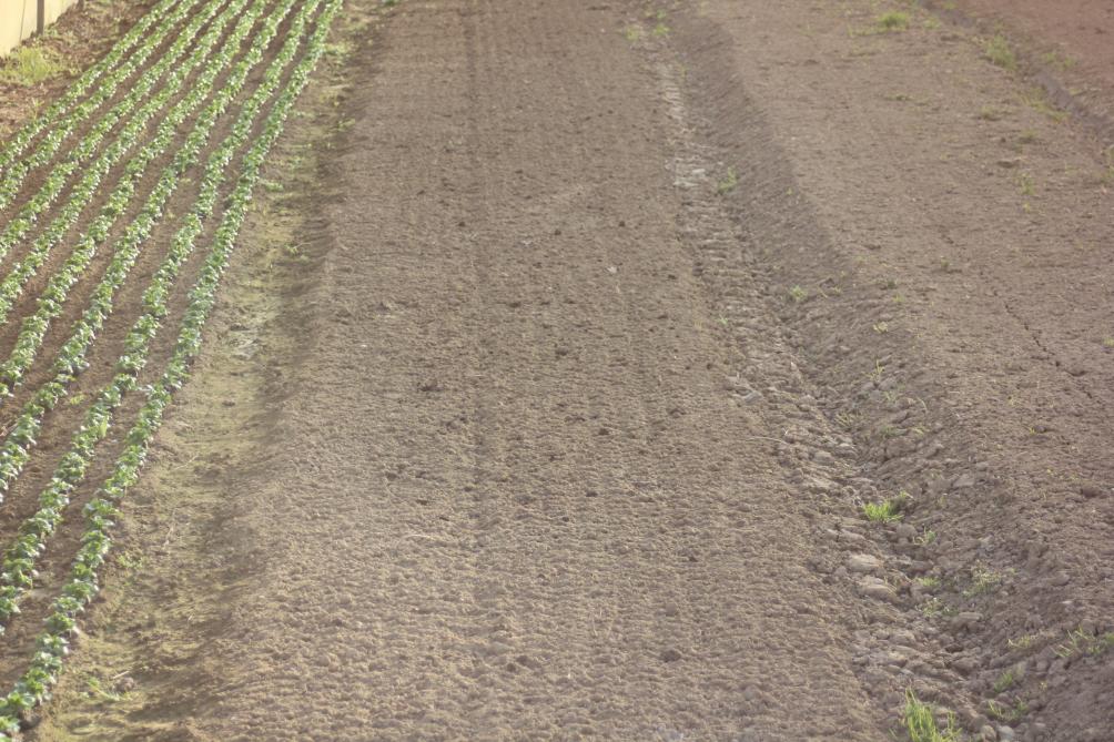 Les apports se font généralement après le semis. L'effet lest s'ajoute à la modification texturale locale. Nous utilisons toujours des sables lavés pour éviter la perturbation de la levée à cause de la salinité.