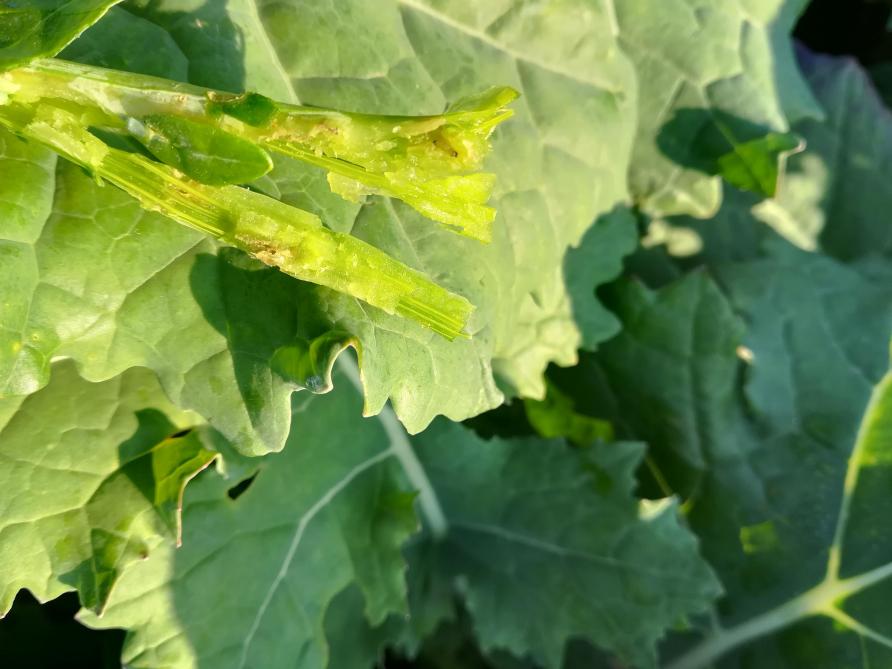 Larve d’altise dans un pétiole d’une plante de colza.