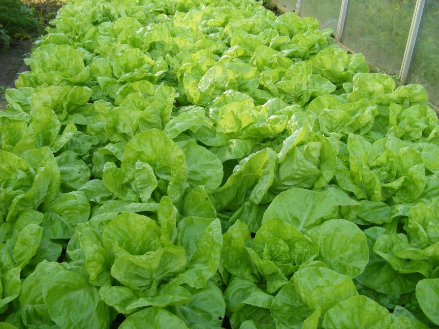 La serre ou les couches bien orientées permettent de produire plus facilement des légumes frais en hiver.